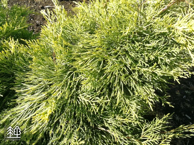 Juniperus × pfitzeriana   'King of Spring'